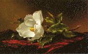 Martin Johnson Heade Magnolia f oil painting on canvas